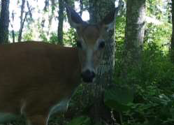 trail cam deer